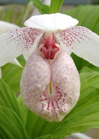 Cypripedium formosanum